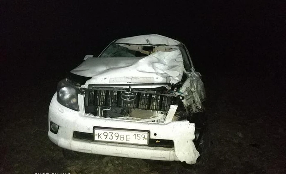На тюменской трассе в ДТП с лосем пострадали люди.