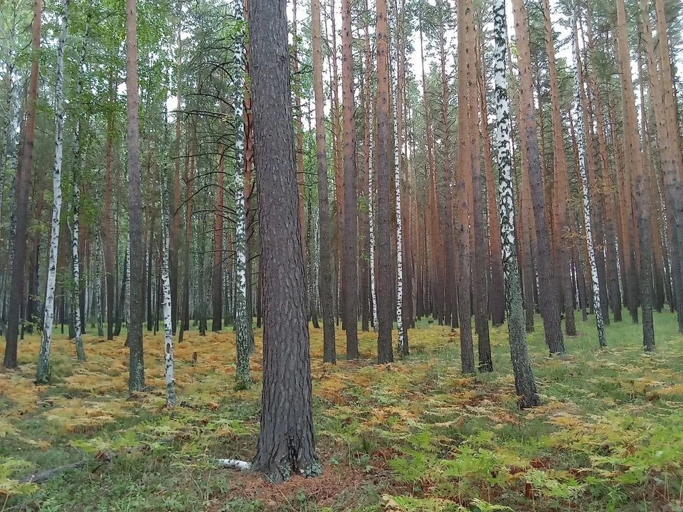 Погода в Югре на 29 сентября