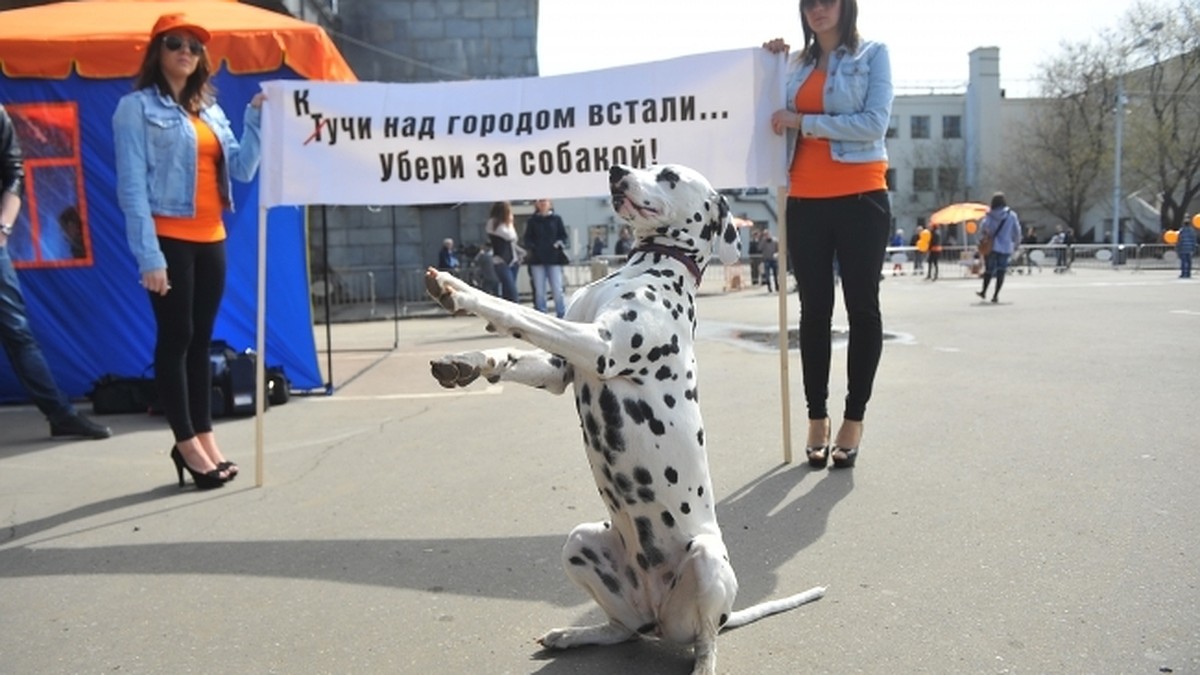 Горожане просят построить в Томске новые площадки для выгула собак - KP.RU