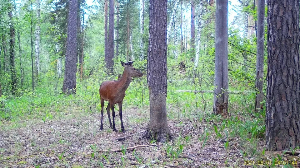 Молодой самец благородного оленя подошел к кабаньей чесалке и, сам того не ведая, попал в объектив. Фото: oksky-reserve.ru