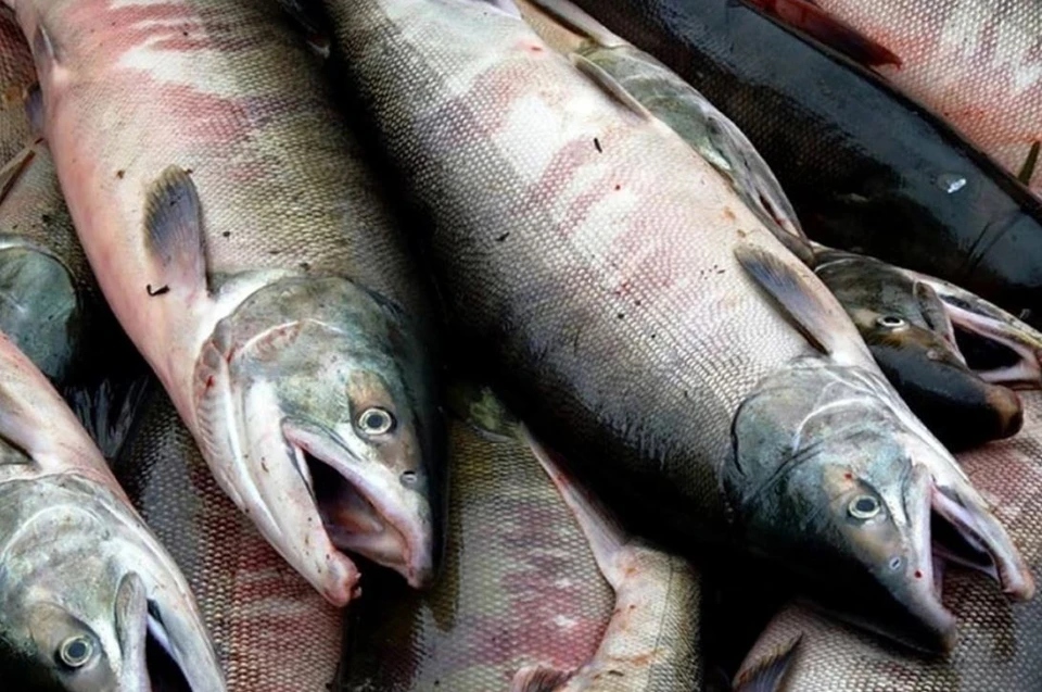 Двух жителей Хабаровского края задержали за вылов красной рыбы