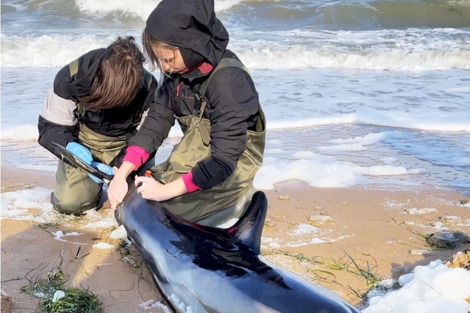 Дельфина нашли на пляже в Керчи. Фото: Центр реабилитации дельфинов «Безмятежное Море»/VK