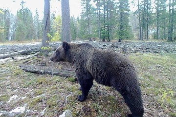 В Бурятии и Иркутской области фотоловушки перестали фиксировать хозяев тайги. Фото: Артур Мурзаханов