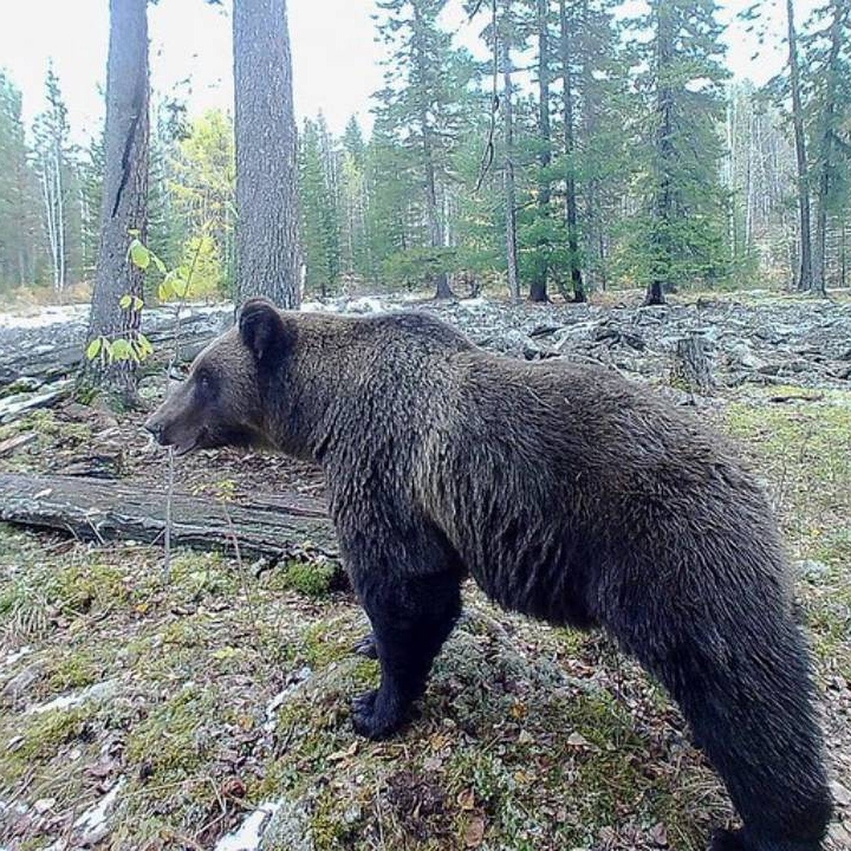 Скорость сибирского медведя. Сибирский медведь. Медведь Сибирь. Сибирский Медвежонок.