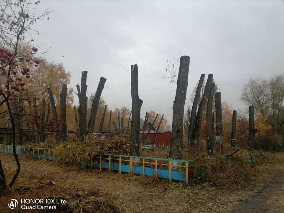Омичей возмутило, что ивы в их дворе обрезали.