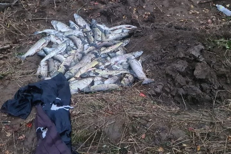 Браконьеру погубили рыбу ради икры. Фото: leopard-land.ru.