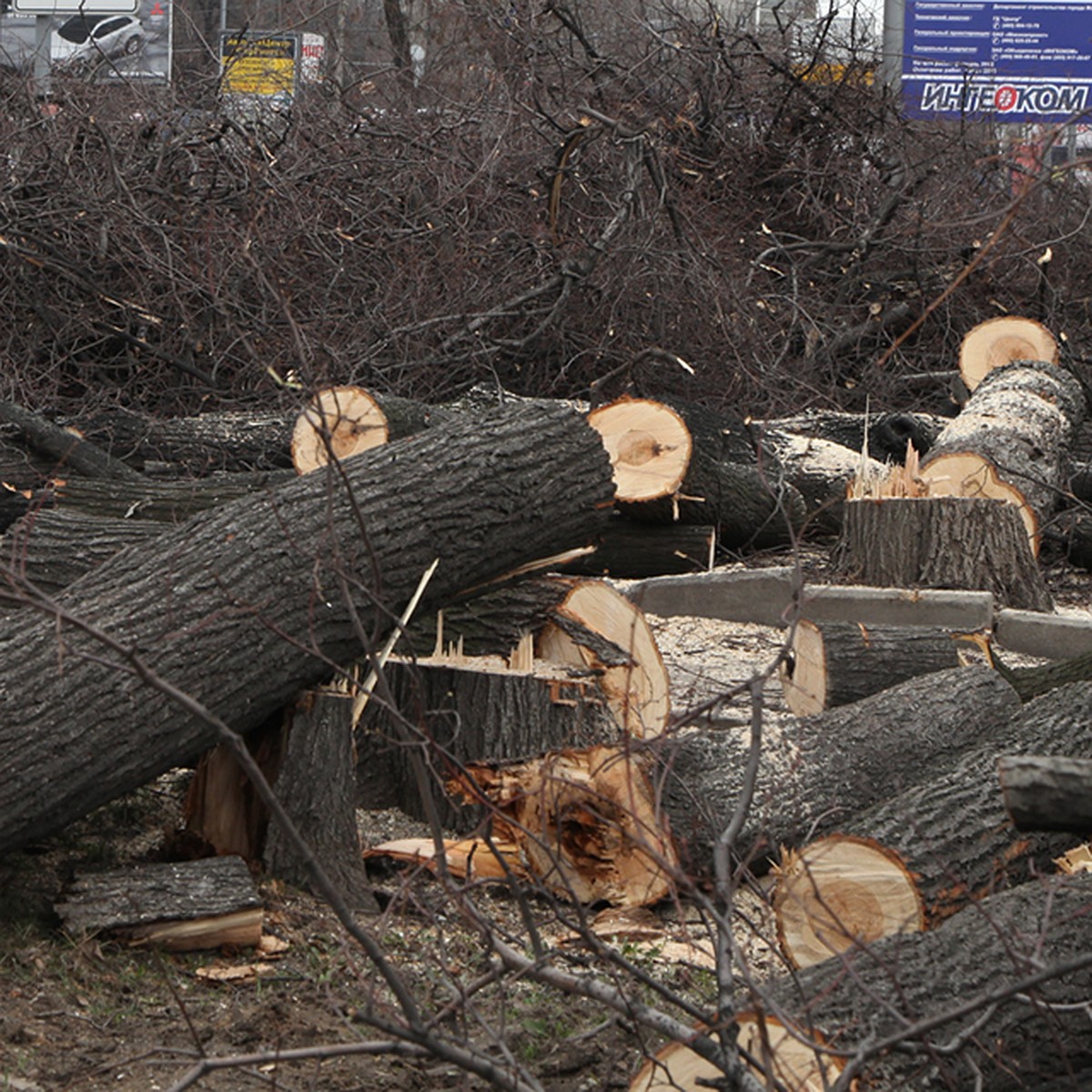 Зачем в Мурманске вырубают деревья? Отвечаем на больной вопрос - KP.RU