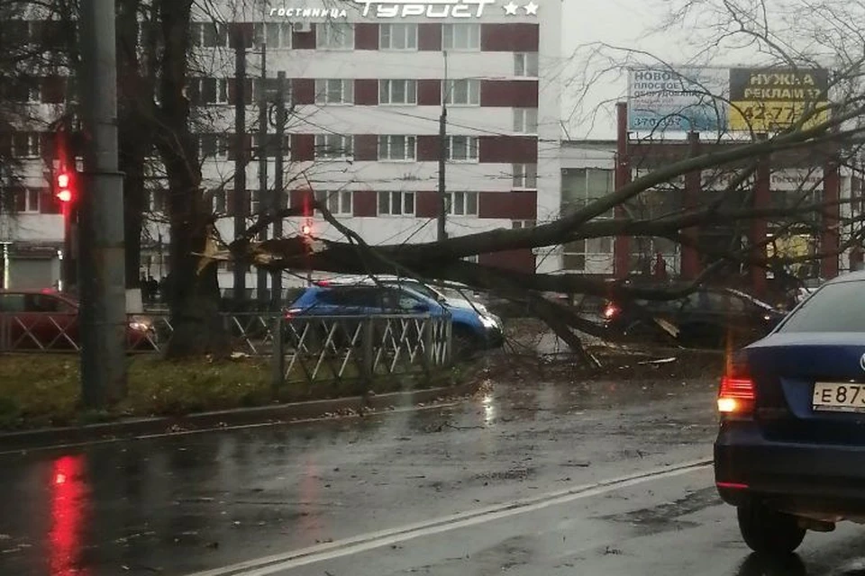Дерево упало на провода. ФОТО: Дмитрий КУЧЕР