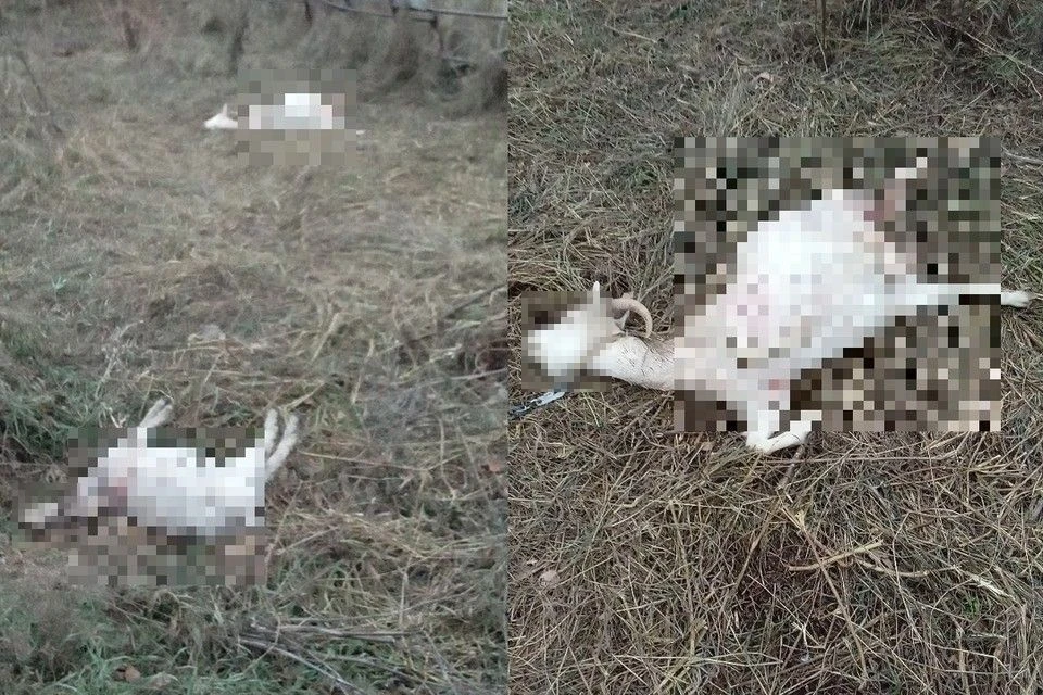 Семья лишилась единственной кормилицы. Фото: Иван Моисеев/"Подслушано в Коченево"