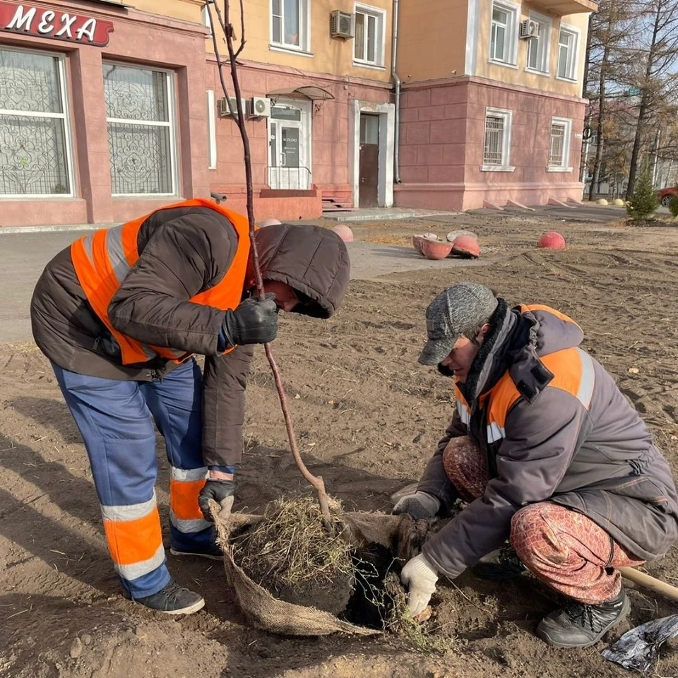 Это не последняя высадка деревьев в Омске этой осенью.
