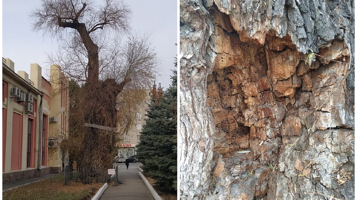 Экологи объяснили, почему нужно сносить старейшую в городе иву у  «Водоканала» - KP.RU