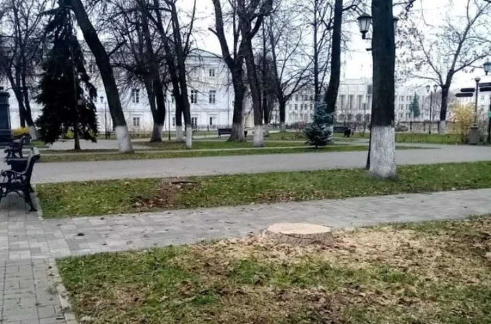 В Ярославле специалисты проводят проверку по факту спила деревьев в Демидовском сквере. ФОТО: департамент охраны окружающей среды и природопользования региона