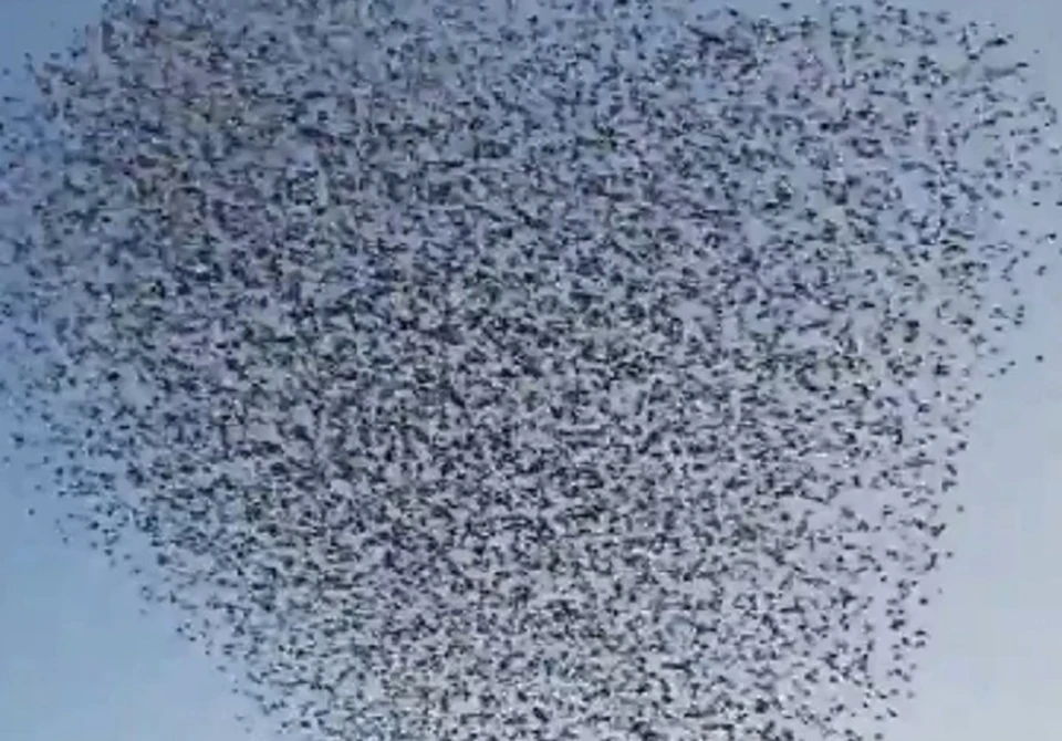 Рой птиц зафиксировали в Славянском районе. Фото: скриншот видео @alex_shkolny