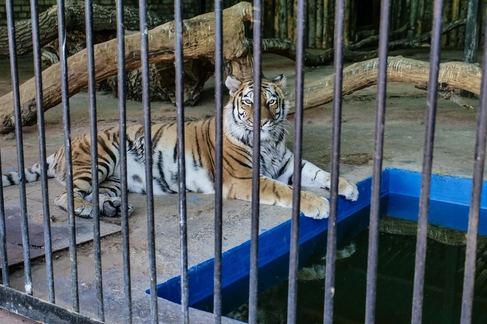 Самарскому зоопарку стало тесно на существующей территории
