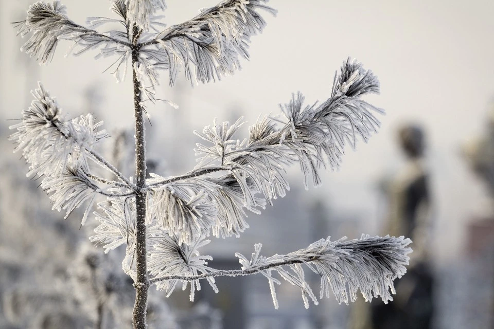 Камеры видеонаблюдения установят в городских лесах Иркутска