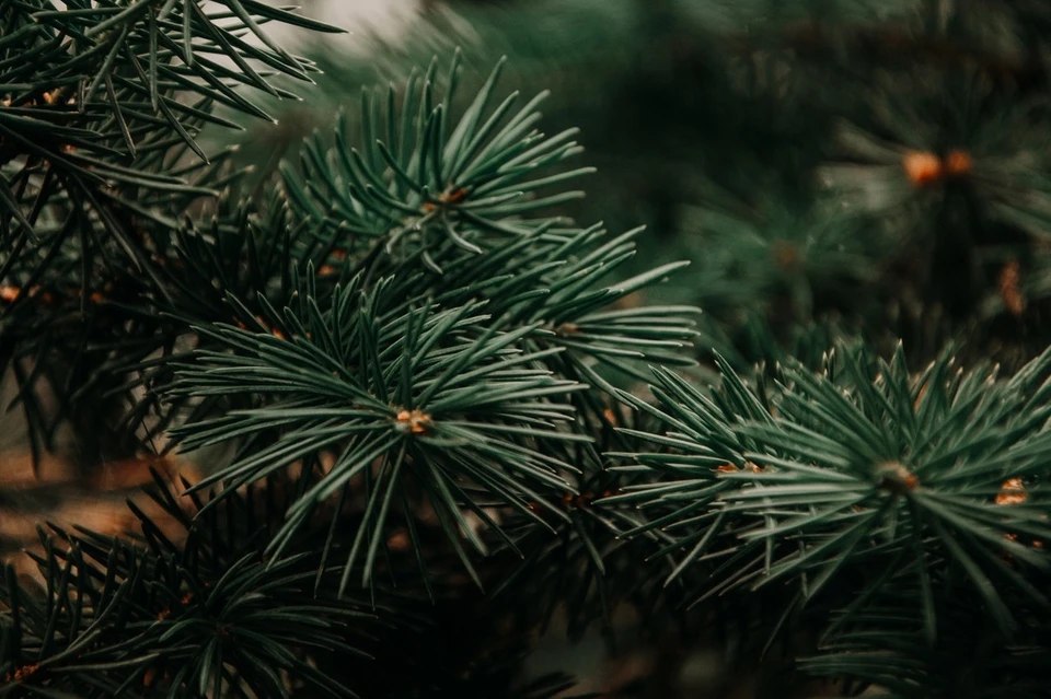 Фото: pexels.com