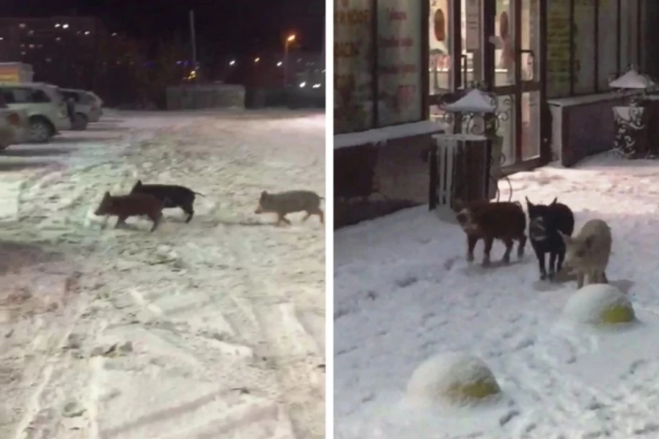 Куда направлялись поросята – непонятно. Фото: «Типичный Кировский | Новосибирск»