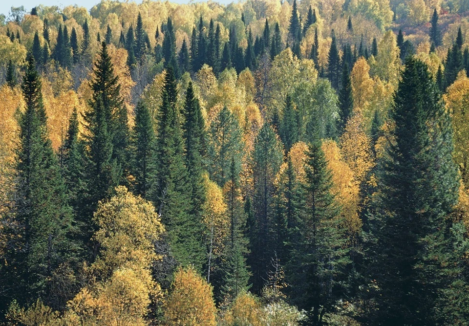 Профессия лесника чрезвычайно важна