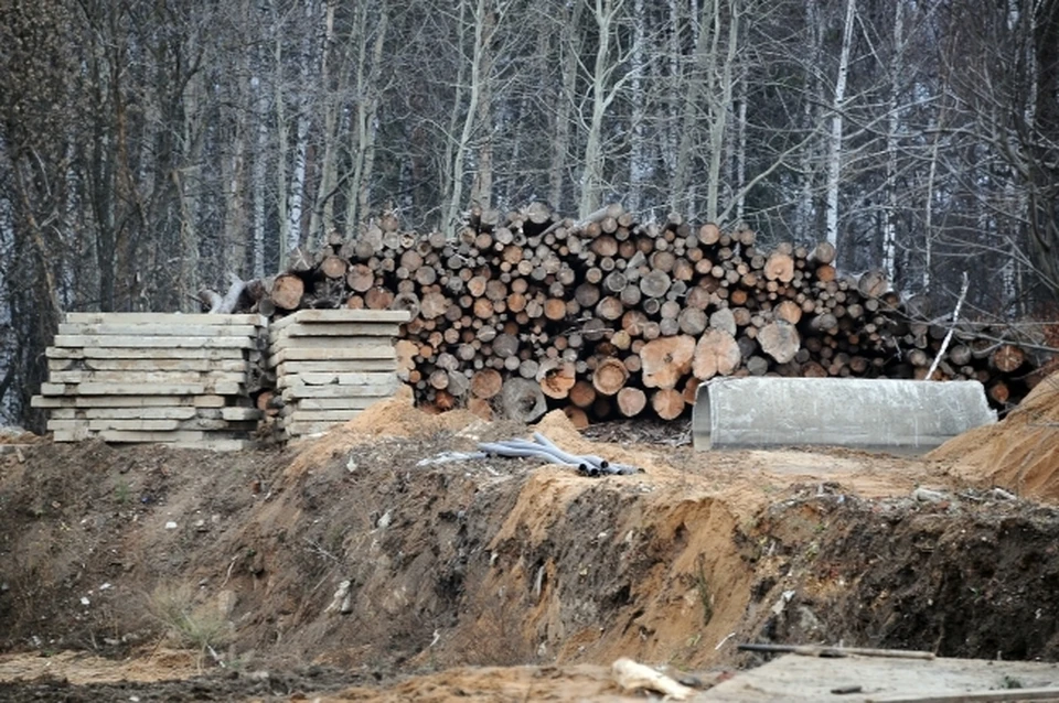 На Дону осудили мужчину, организовавшего вырубку леса