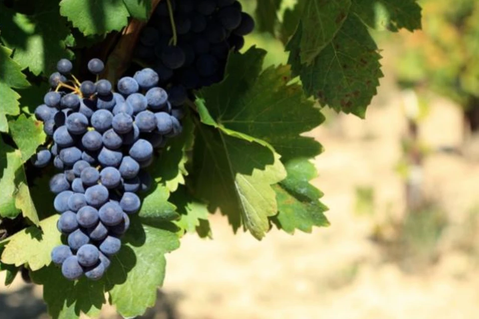 В Беларуси планируют выращивать виноград, фундук и грецкий орех. Фото: Freepik