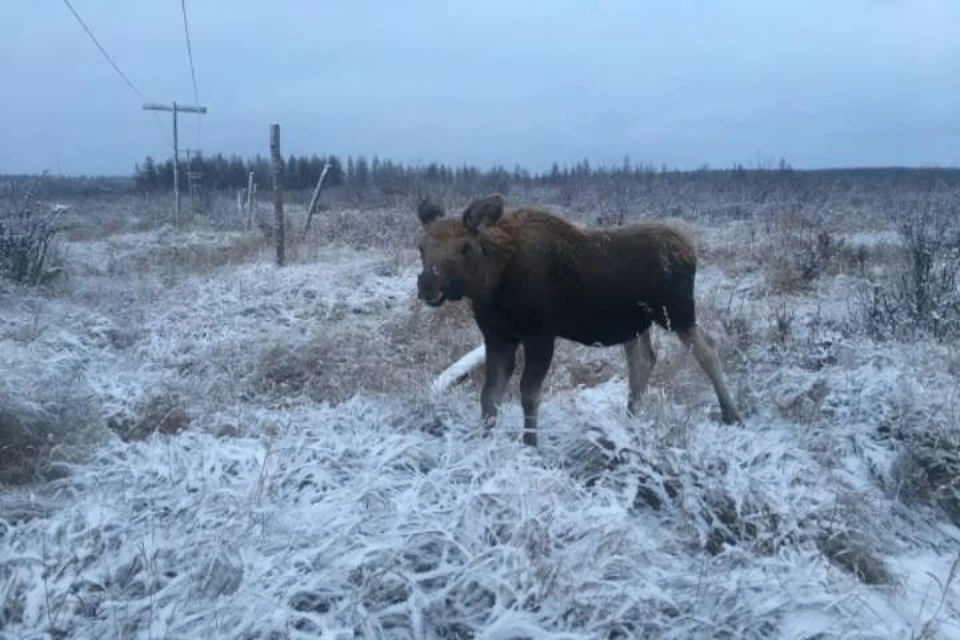 Для законной охоты на лося должна быть обязательно получена лицензия