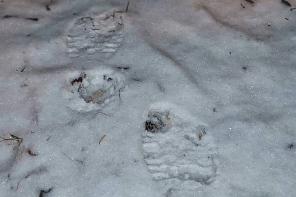 Полицейские раскрыли кражу, пройдя несколько километров по следам на снегу в Шелехове