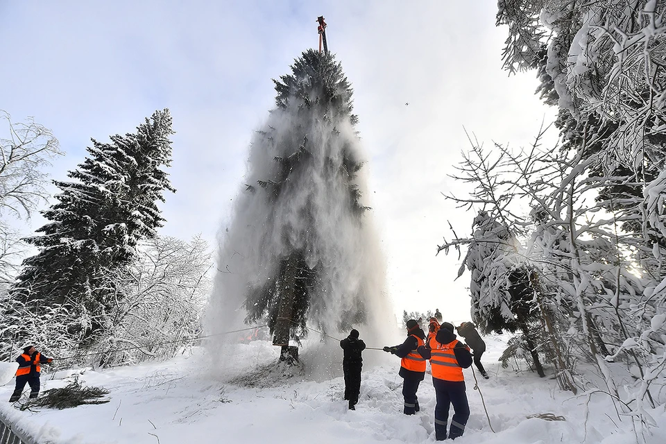 В этом году Кремлевскую елку спилили в Щелковском округе Подмосковья.