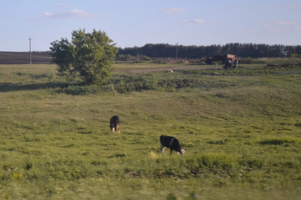 На молочной ферме в Липецкой области объявили карантин по лейкозу