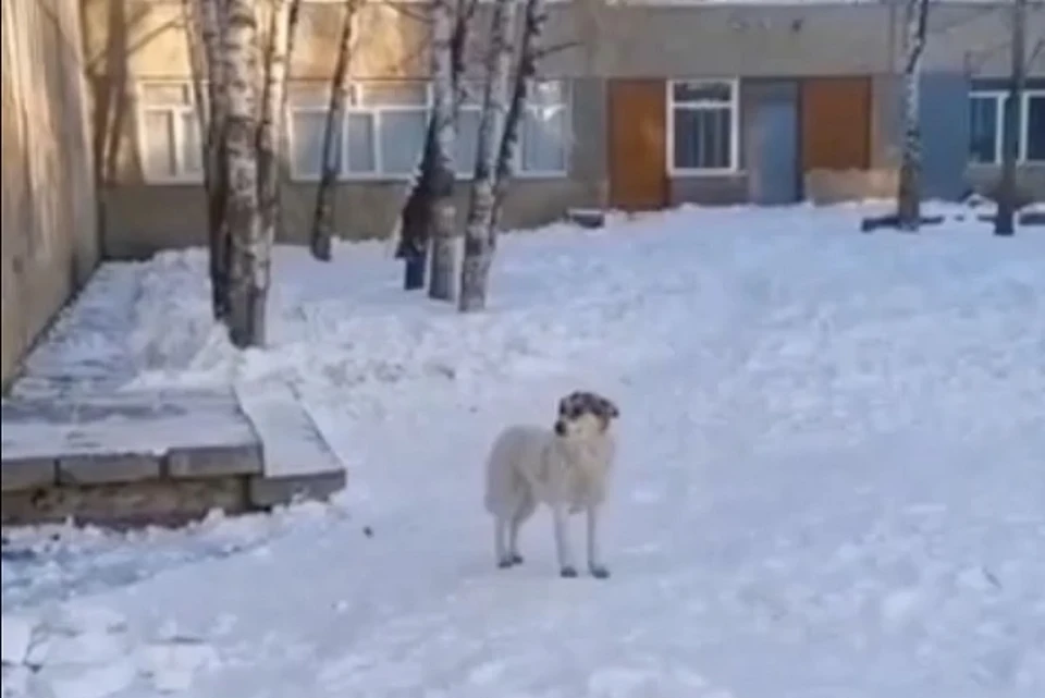 Бродячие собаки возле школы №49 в Хабаровске. Фото: скриншот с видео Instagram @newskhv