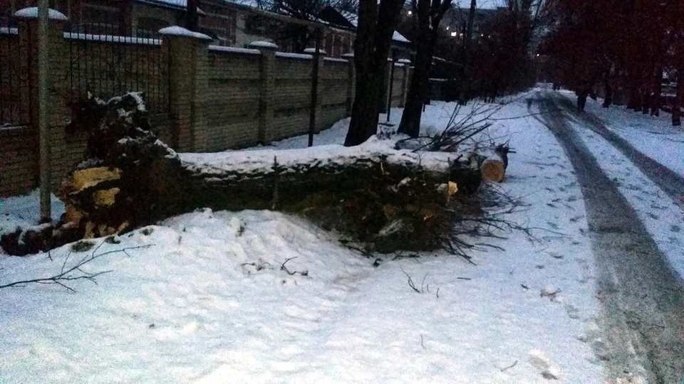 Большой старый клен обвалился под сильными порывами ветра. Фото: МЧС ЛНР / ВКонтакте