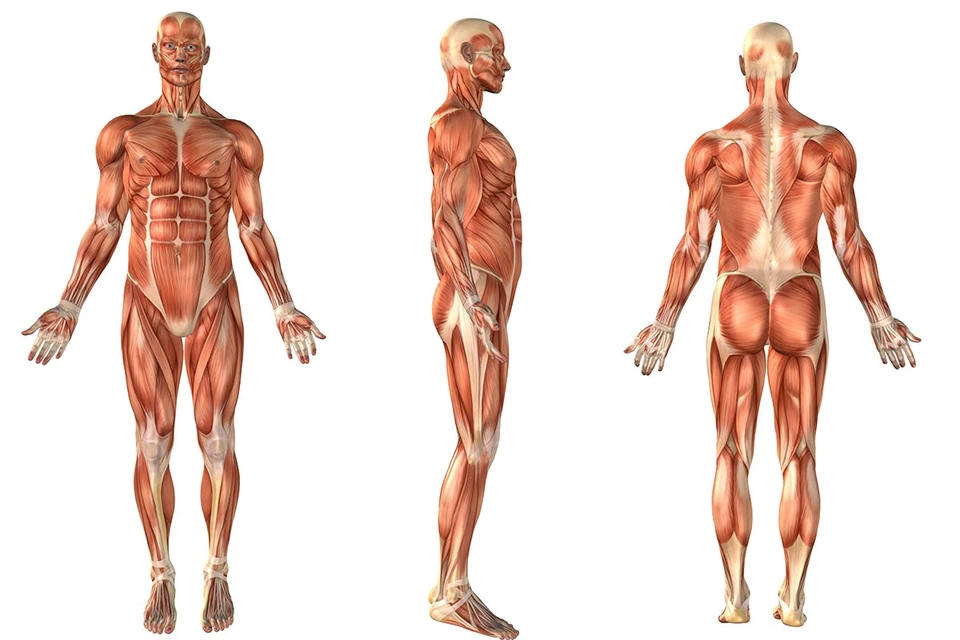 Считалось, что все мышцы человеческого тела пересчитаны и описаны еще 100 лет назад. Оказалось, что не все.