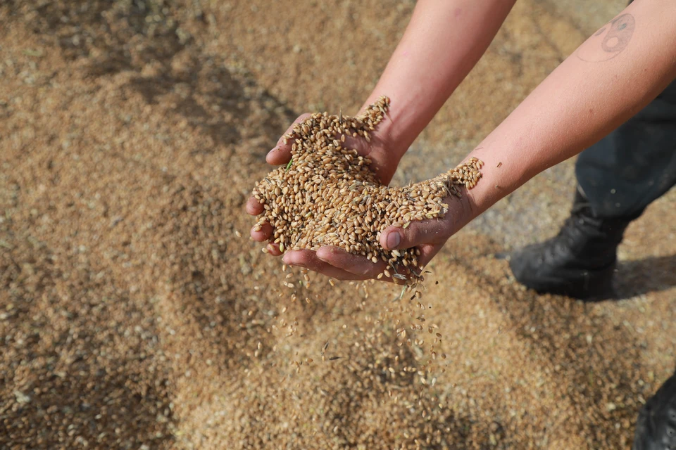 С начала 2021 года в Азербайджан и Латвию отправили более 120 тысяч тонн воронежской пшеницы.