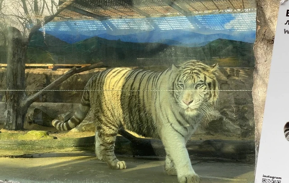 Рагдай - белый тигр из краснодарского "Сафари-парка"