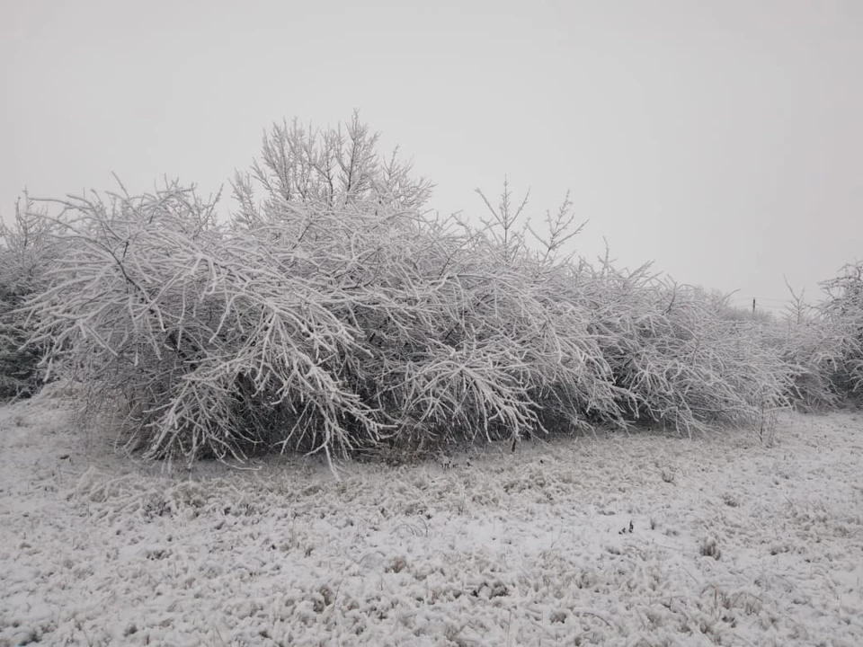 В Белгородской области снова будет идти то снег, то дождь. фото: Артем Гребеник.