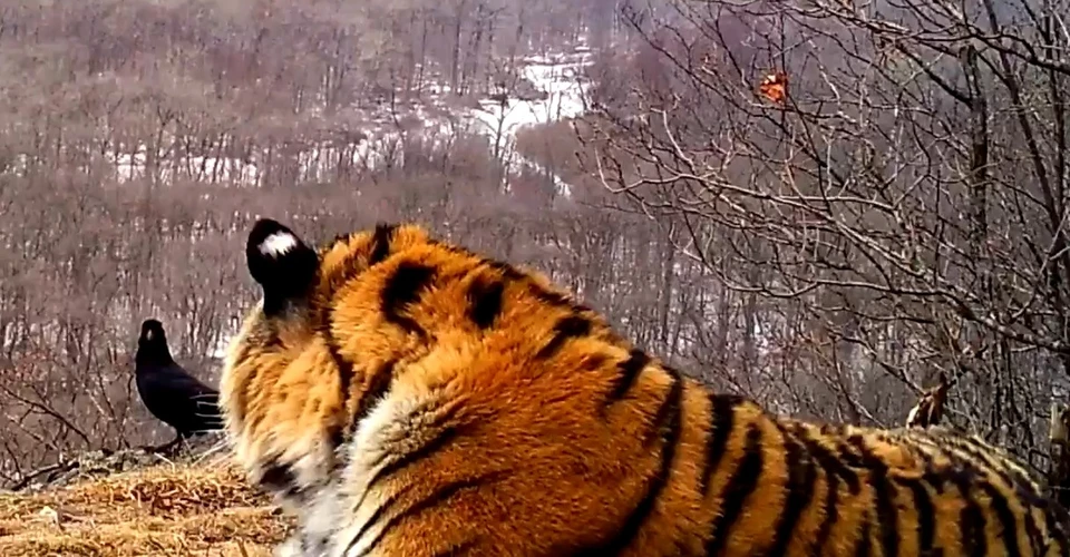 Полосатый кот перенес нападки вороны с царственным спокойствием. Фото: кадр с видео нацпарка "Земля леопарда"