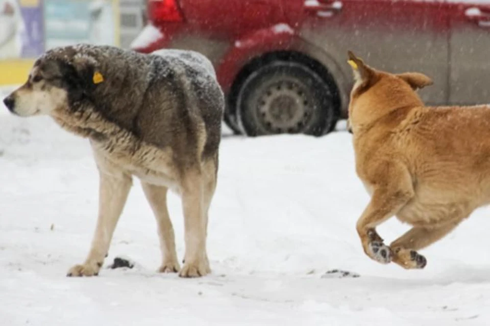 Зимой бродячие псы становятся агрессивней.