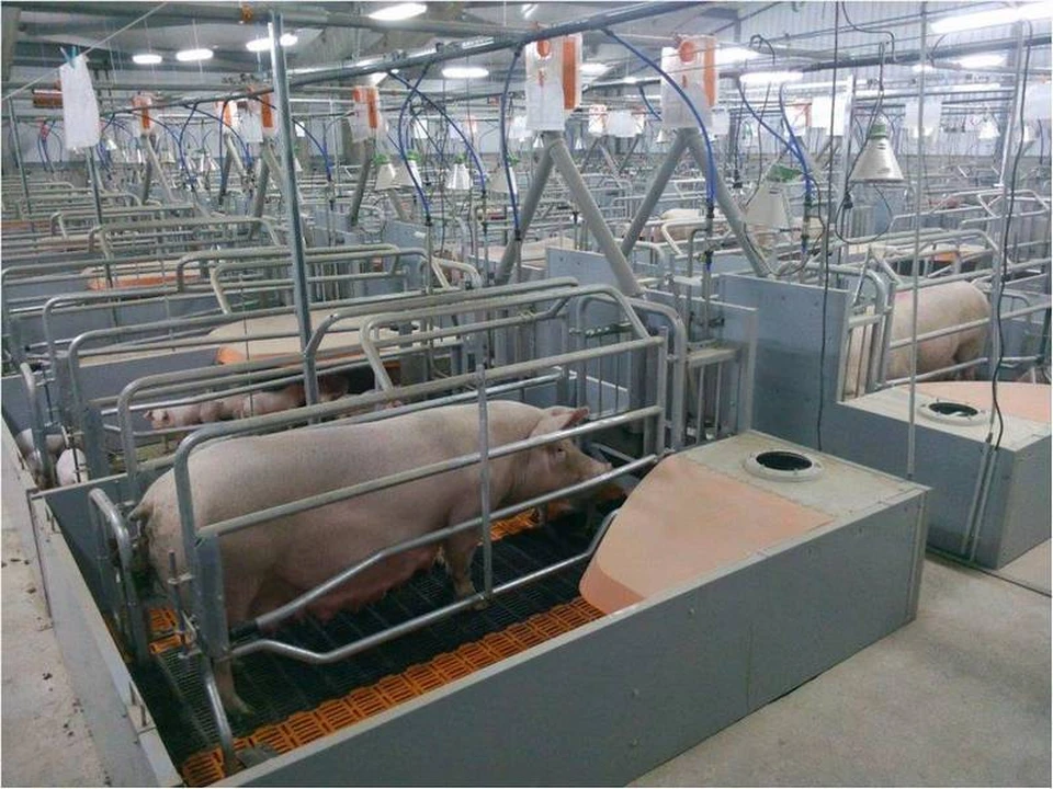 Свинокомплекс в Энгельсском районе устроил свинство?