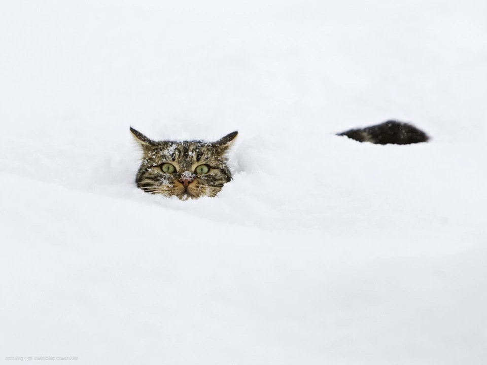 Зимний мем с котом
