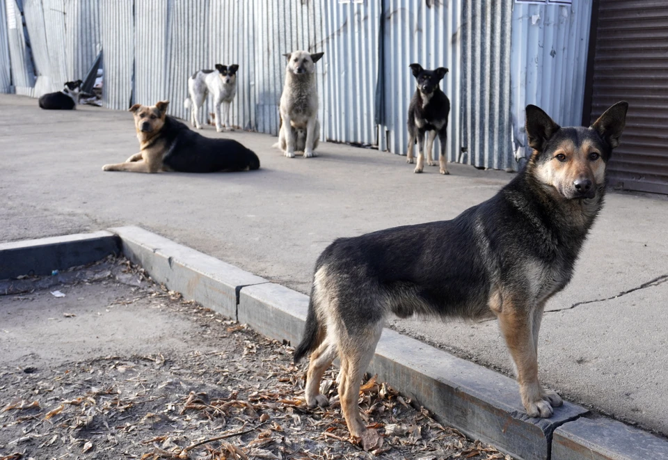На борьбу с бездомными животными выделили больше 4 миллионов рублей.
