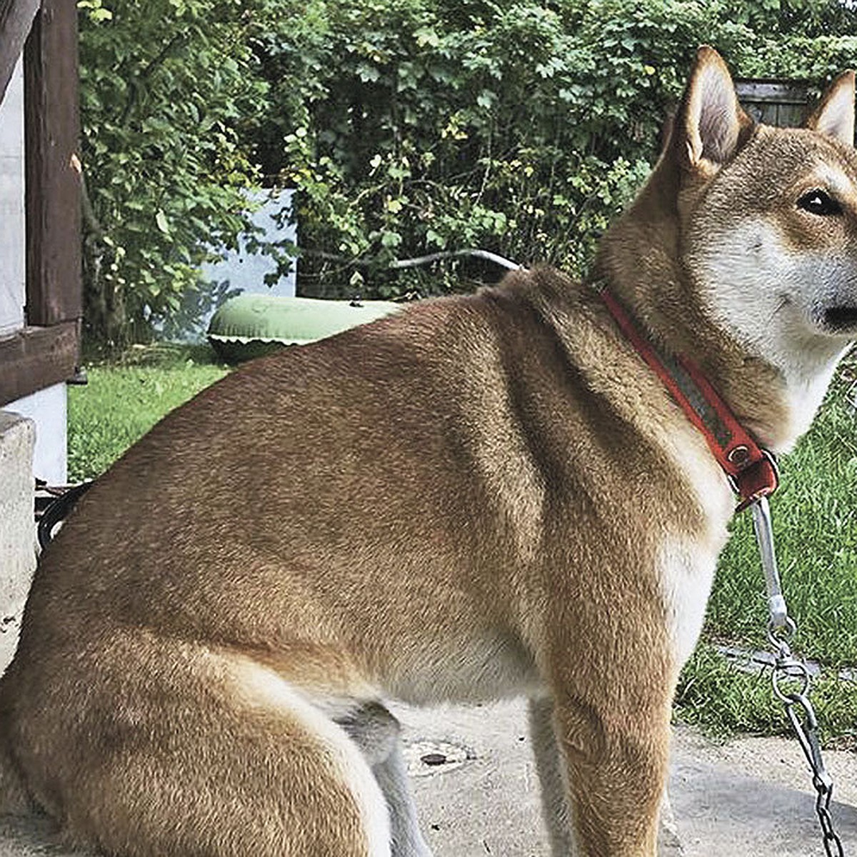 Самая высокая в мире собака умерла. Трехлетний дог был огромным и милым