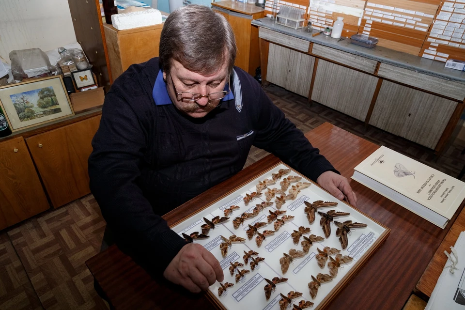 Профессор Сачков собирал коллекцию бабочек более 40 лет