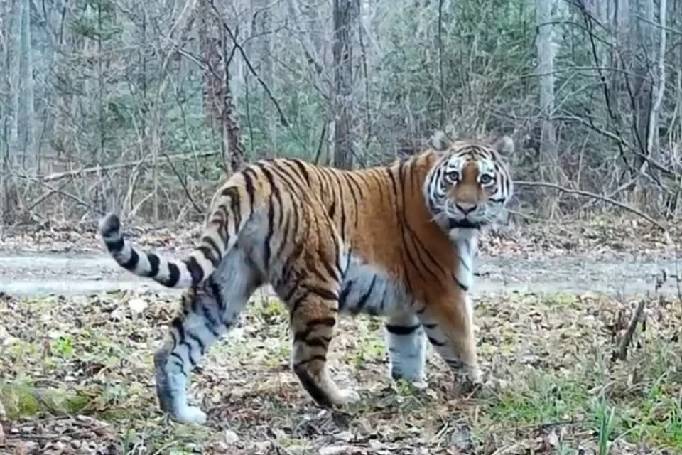 Тигрица Желтобокая знает как эффектно позировать перед камерами. Фото: скриншот с видео