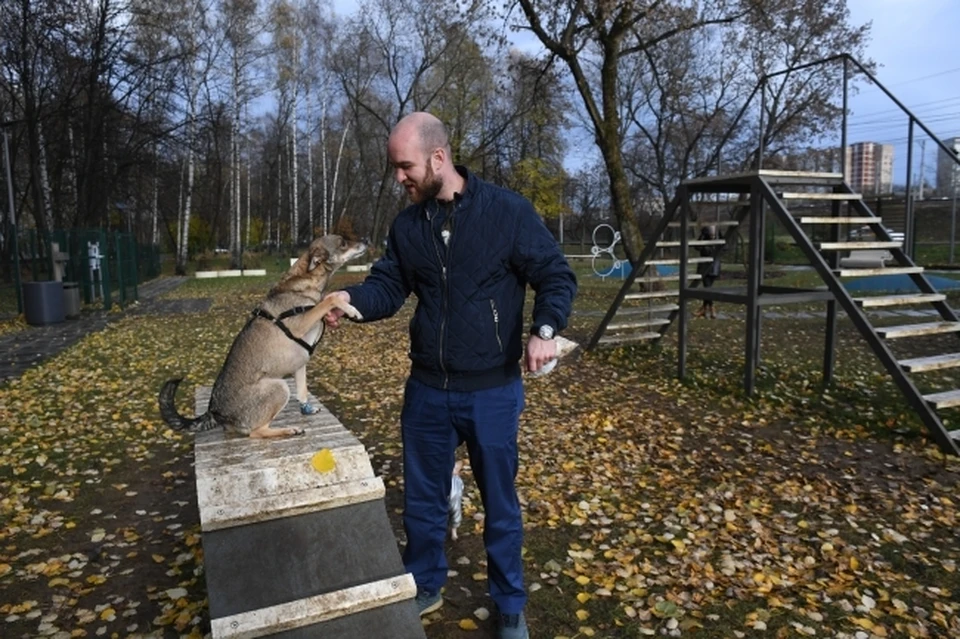 Собачьи площадки предназначены для тренировки, а не для выгула