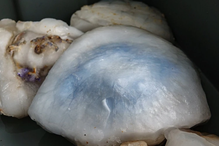 Ростовские ученые разрабатывают технологию производства коллагена из медуз