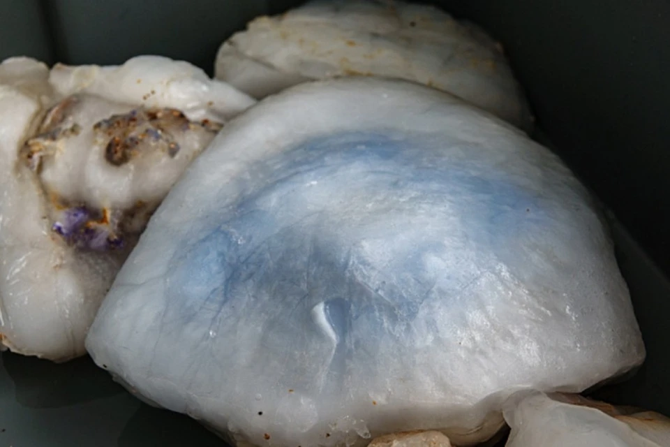 Ученые считают, что коллаген из медуз будет менее аллергенным. Фото: Донской государственный технический университет.