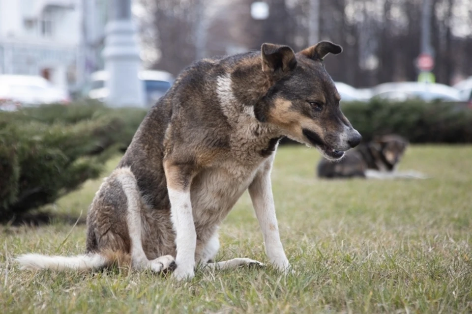 Свора диких собак загрызла жителя Астраханской области