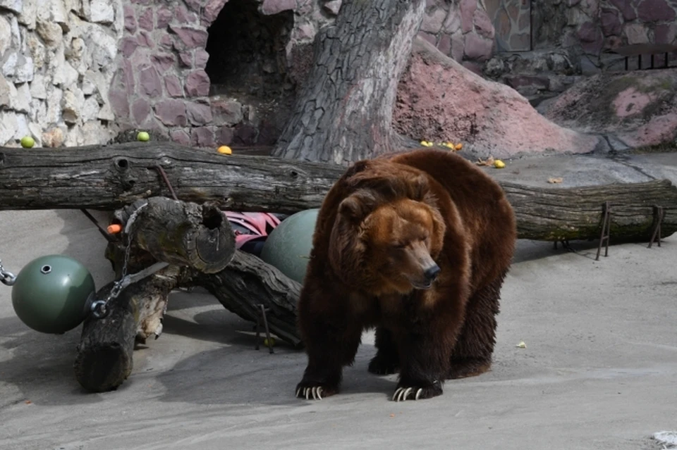 В Ташкенте женщина с пятиметровой высоты сбросила ребенка в вольер к медведю