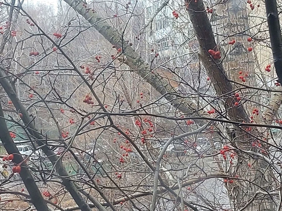Туман в Саратове