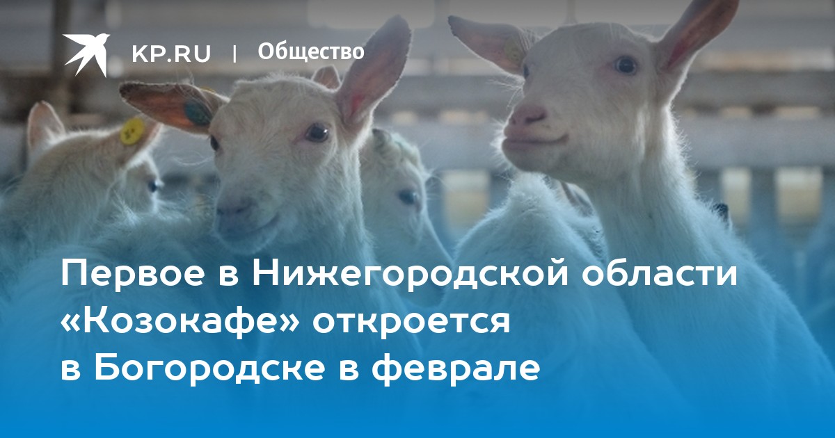 Первое в Нижегородской области «Козокафе» откроется в Богородске в