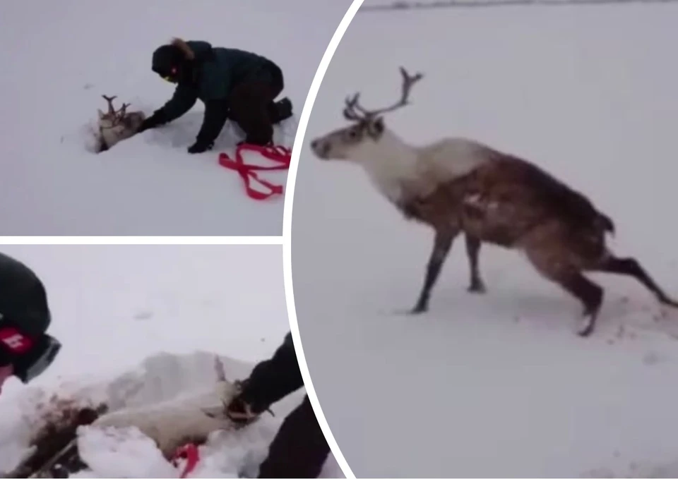 Фото: скриншот видео